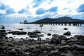 Mangrove On The Beach